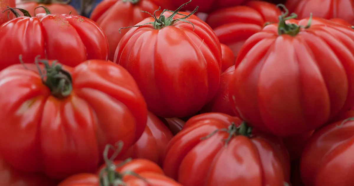 GTPS 2026 - Tomatoes - Beefsteak | UC Master Gardener Program of